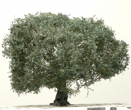 Olive tree 10 cm 1pcs
